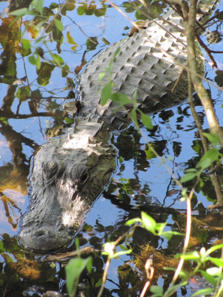 The Alligator or The Leaves? What Are You Focusing On? (2/2)
